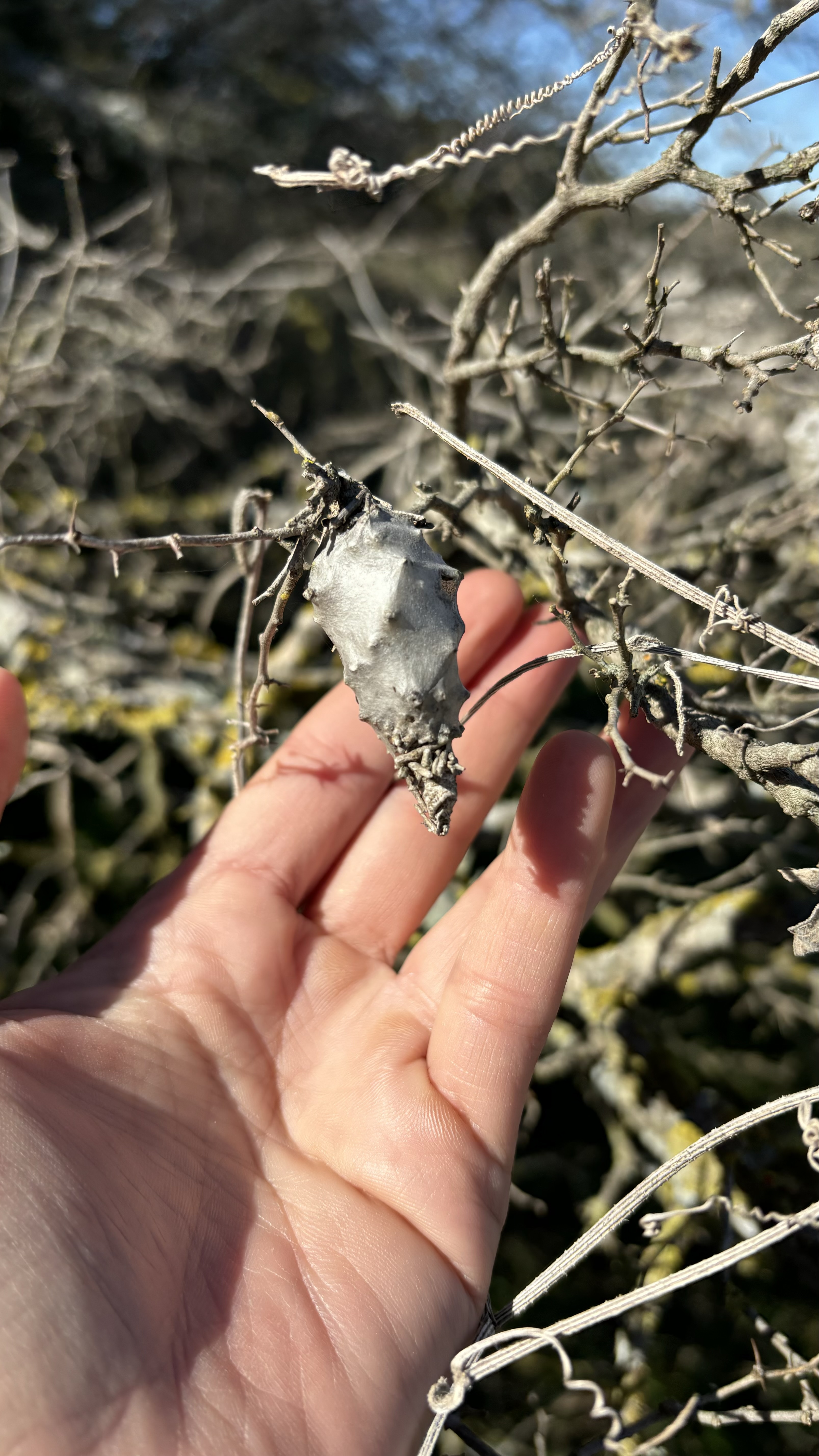 psicodelia silvestre